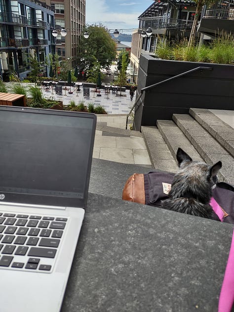 Three photos of a grey and brown chihuahua. First photo is the dog laying down on the sidewalk, second is the dog laying in a suitcase atop a pile of clothing, third is the dog in front of a view of Seattle