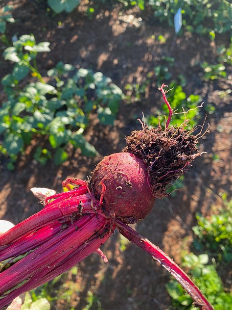 Beet, potatoes, tomatoes and watermelon