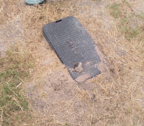 Fire Ant Nests on the Gold Coast