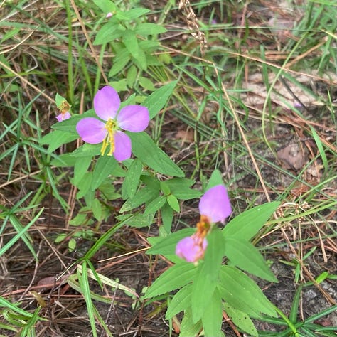 three photos of wildflowers, as described in caption