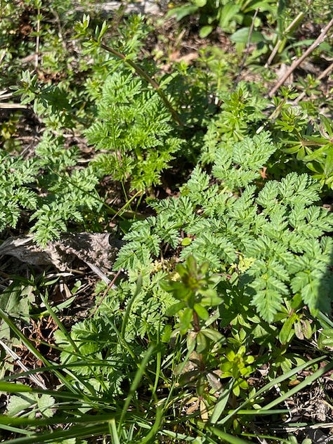 1 pineapple weed, left, 2 yarrow, middle, and 3 poison hemlock, right
