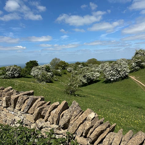 hawthorn trees May 2025