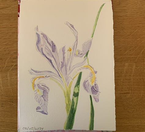 Watercolor sketches of native iris and hesperaloe seedpod with photo of Tetraneuris argentea