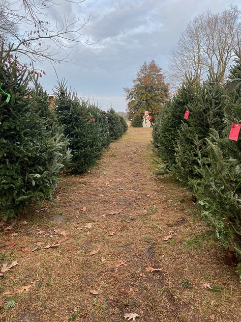 9 photos of Christmas trees (various firs) and mist-covered fields 