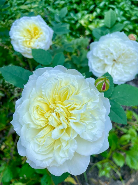 A few roses, mostly in the Cottage Garden: Gertrude Jekyll, The Pilgrim, Silas Mariner, Scepter'd Isle, Tottering-By-Gently, Wollerton Old Hall, unknown, The Mayflower, and Olivia Austin