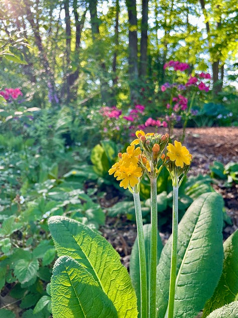 Foxgloves, various Primula, Hosta 'Drinking Gourd' and Calycanthus 'Hartledge Wine' which make up the first part of this Chip path.