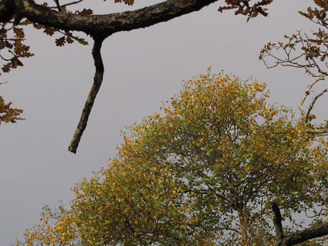 These photographs show the different colours of the leaves on the autumnal trees in the Atlantic temperate rainforest of the west of Scotland. The grey waters of the sea loch are visible in some of the photographs.
