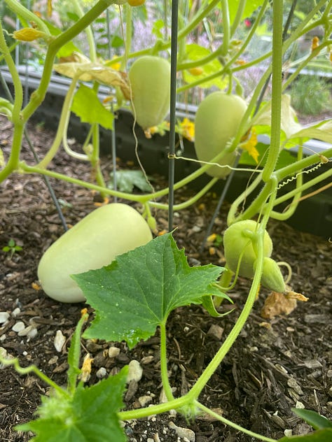 White cucumber on the vine, then cut into pieces