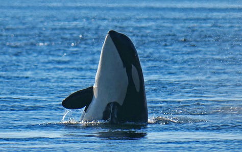 Orcas spyhopping