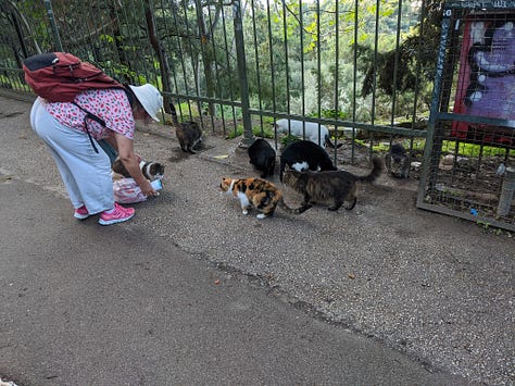 A gallery of the many friendly cats of Greece. There were quite a few caretakers who minded the cats, feeding them and getting them spayed/neutered. Many cats had designated shops or restaurants they lived in. Almost all of them were friendly. 