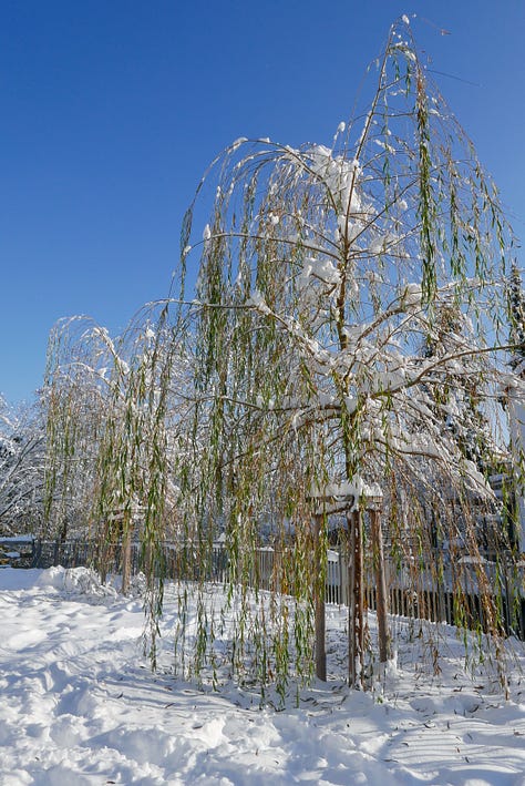 Snowy photos of the German town of Freising, with trees covered in snow and people sledging