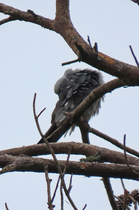A gray bird preening on bare branches