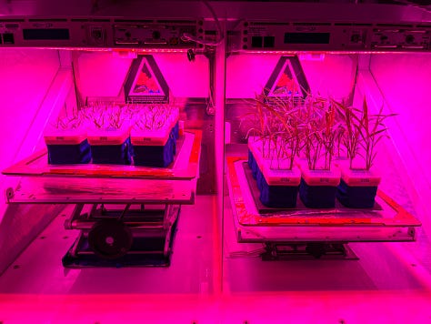 Three very red/purple images of grass plants growing in a Veggie growth chamber. They're sitting in square black pots, which have square clear perspex lids in two photos.