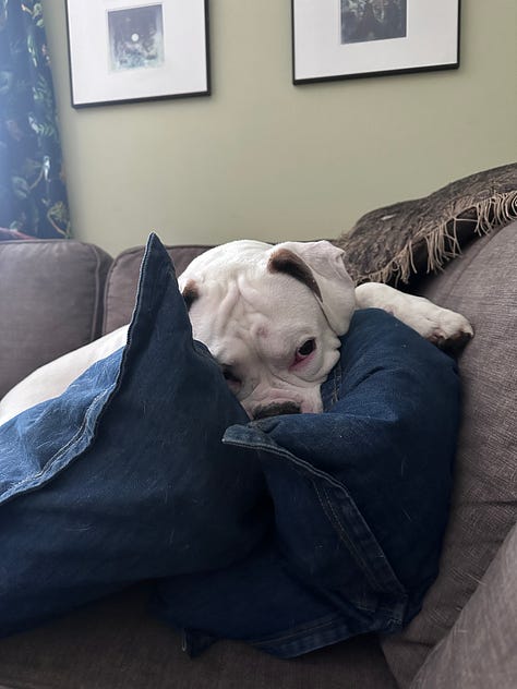 Photos of a white boxer and a black and white mini boxer dog.