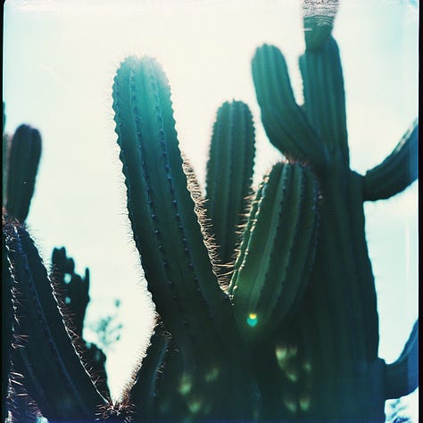 Rabbit, cyclist, and cactus + Lomography in Midjourney