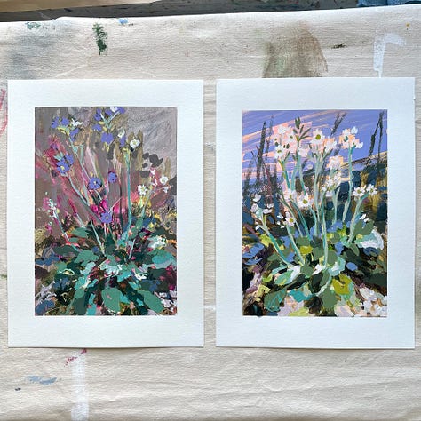 Paintings and sketches of the Mealy Primrose wildflower by artist, Jennifer Mohr.