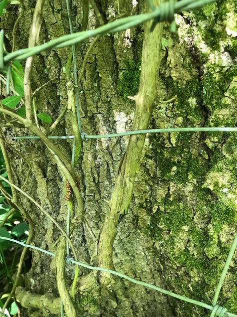 A series of close up images of trees with thick wire cutting through and into them, some with barbed pieces, evidence of the healing and growth of the tree around the wire with thickening and distortion to the bark texture and pattern.