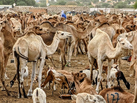 Mauritania camel market