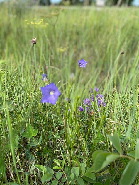 Six photos of wild flowers including yellow and white daisies, purple lavender, white blooms, yellow little sprays of wildflowers 