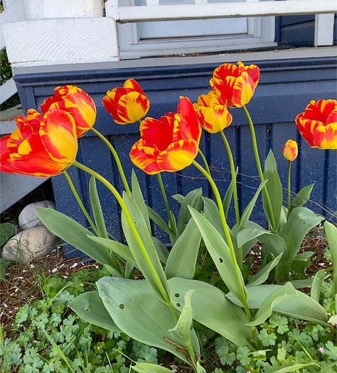 gorgeous tulips of many colors