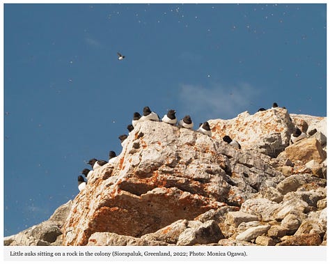 Arctic Nightlife - Seabird Colony Bursts with Sound at Night