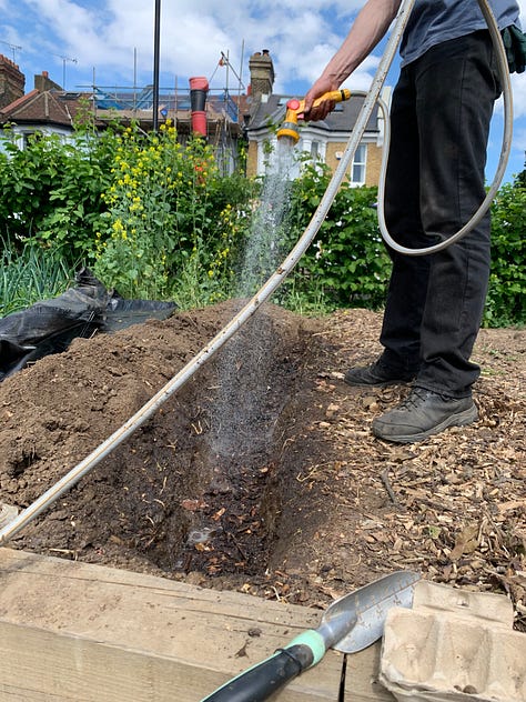 Volunteers digging trenches and planting seed potatoes