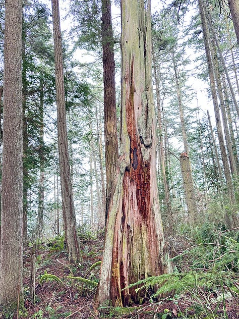 Trees, water, deer, sunrise - images of Pacific Northwest