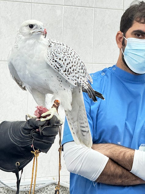 Abu Dhabi Falcon Hospital