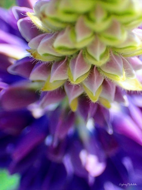 A series of three images zooms in on the purple blossoms of a wild lupine.
