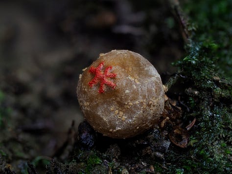 tiny brown puffball mushroom with red lips