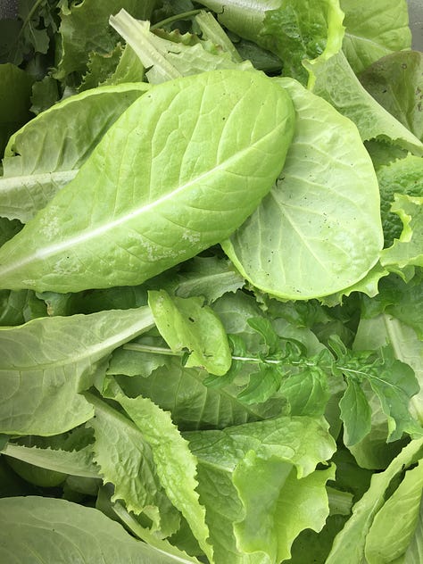 Winter lettuce mix; Fondling kiwis; Digging up horseradish.