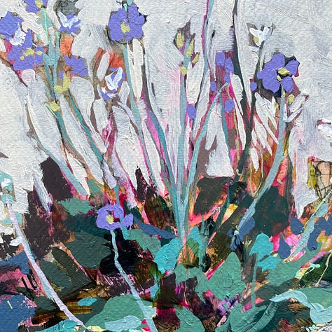 Paintings and sketches of the Mealy Primrose wildflower by artist, Jennifer Mohr.