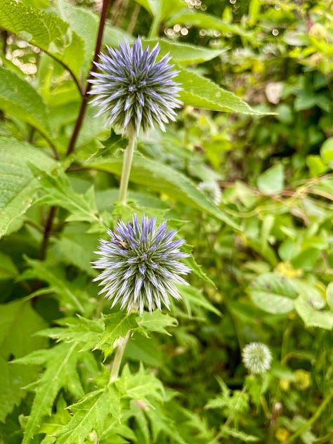 Flowers in the Cottage Garden: Echinacea, Euphorbia myrsinites, Clary sage, Geranium 'Ann Folkard', yellow lily 'Honeymoon', Echinops, Euphorbia donnii with Lilium regale, Eutrochium, one of the few Hemerocallis at Havenwood, H. 'Nosferatu'