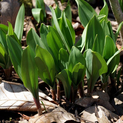 Native alliums: nodding onion, chives, ramps