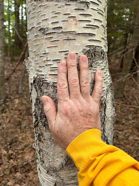 Photo 1: Kirby's hand on a birch tree. Photo 2: A fall hydrengea patch. Photo 3: Cory & Jessica on a ferry. 