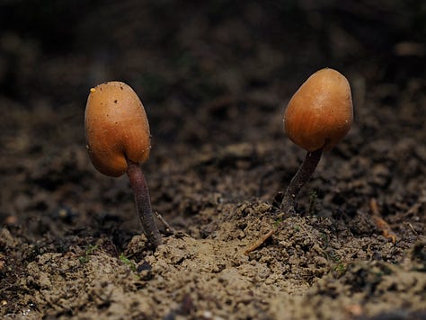 Macrocystidia sp. ‘Pennycook’