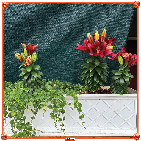 Photos of the planters and bird feeders in front of the apartment. Savory bread pudding. Hurricane season. India wins the T20 Cricket World Cup. 