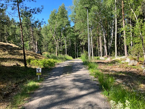 More pictures of thin pine trees on a trail route