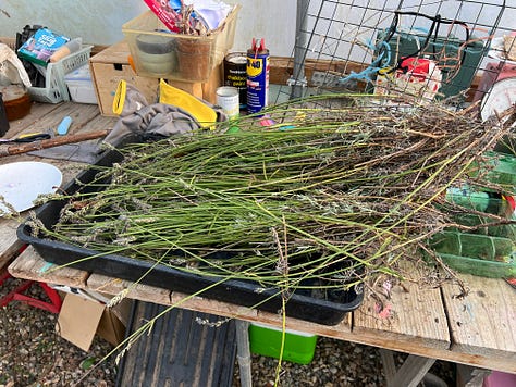 Progress photos of clearing the play park planters