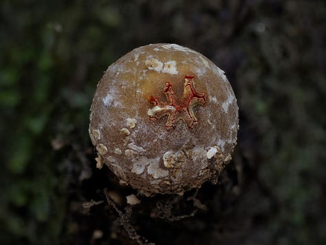 tiny brown puffball mushroom with red lips