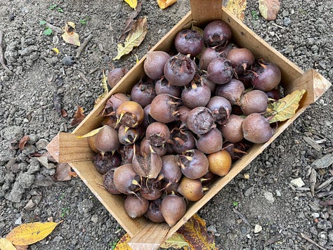 photos of ripe (bletted) medlars, the table setting, glassware and bunting decorations