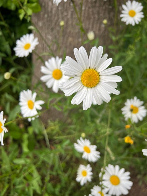 Buttercups and daisies growing wild in long grass