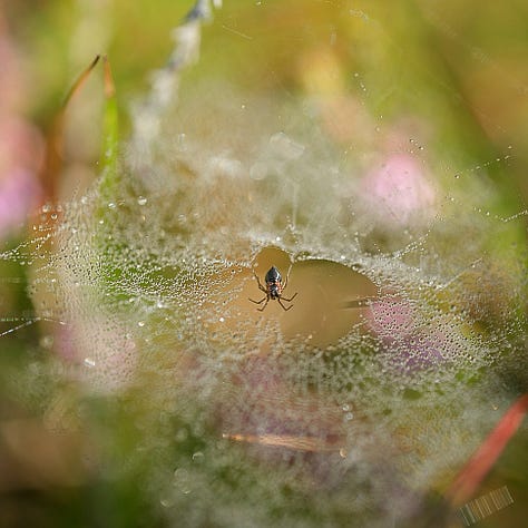 From left: unidentified sheet-web spider (Linyphiidae); Common Hammock Weaver (Linyphia triangularis); Cross Orbweaver (Araneus diadematus); ,