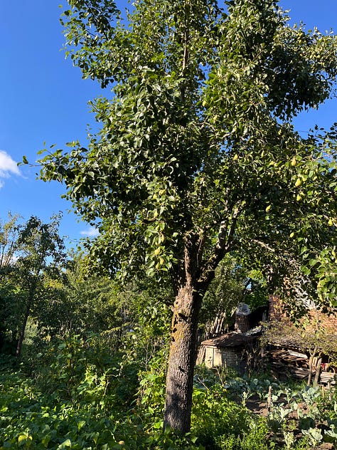 Dave's grandmother's house, its interior, a tkemali plum tree; hive in the garden, Nellie's porch, icons; mallow flowers, zinnias on the path to the outhouse, grapevine arbour