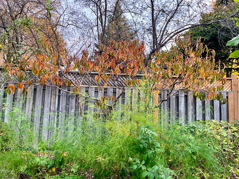 Fall foliage in my garden and neighbourhood