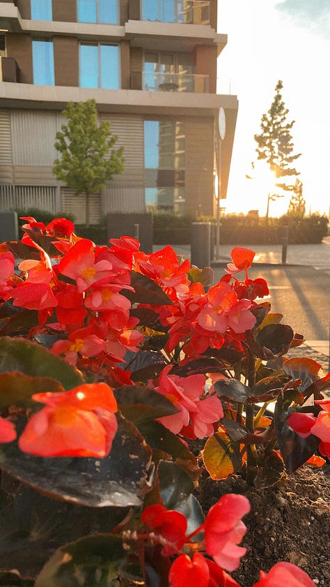 1) The 8 of Pentacles Tarot card, illustrated with golden-yellow flowers, is floating above similar golden-yellow flowers. 2) With the backdrop of a clear blue sky, a light post in the shape of an upside down capital 'L' with a bird perched on top. 3) Red flowers with a sunrise in the background, peeking between buildings. 4) An old typewriter perched on a wide windowsill with a Peacock feather sticking out of it. 5) An old wooden typewriter with well-worn crooked keys & blank pages in the paper table. There are ink stains in the shapes/letters of the keys on the desk where the typewriter sits. 6) A series of orange outdoor furniture chairs/tables & matching closed umbrellas in the courtyard of a cathedral with tall spires. 7) A golden-orange sunset on a lake.  