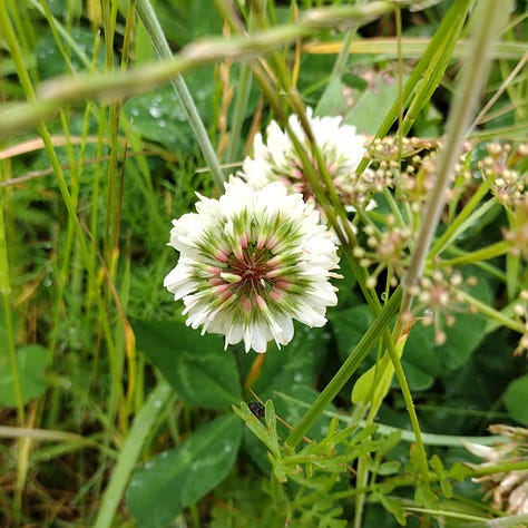 A tall, green bulrushes spike, the yellow buds of opening ragwort and the bright green, ragged leaves, and a bite clover flower head, florets falling open to reveal the red and green circles inside