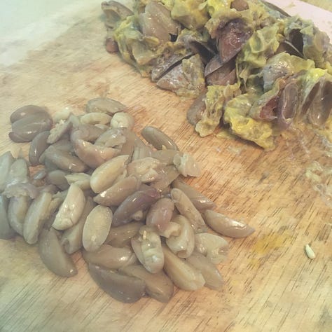 Jaguar cacao seeds and pulp being processed