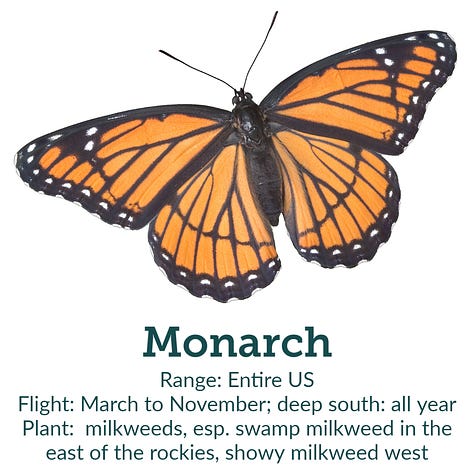 Images of 8 showy American butterflies, including monarch, with native host plant recommendations, with ranges and flight times