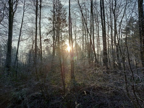 Sun shining barely through winter trees